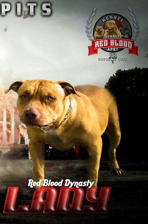 Photo of the dog