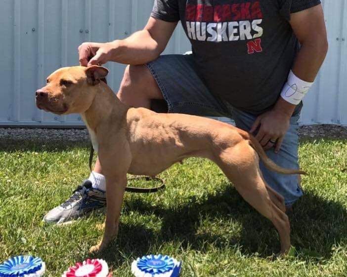 Photo of the dog