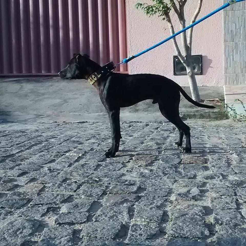 Photo of the dog