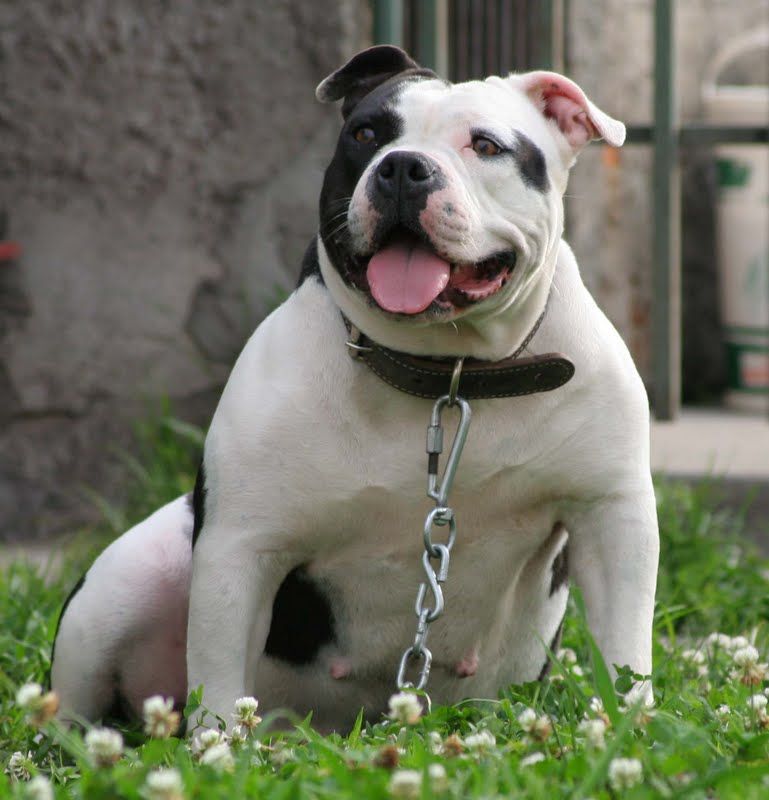 Photo of the dog