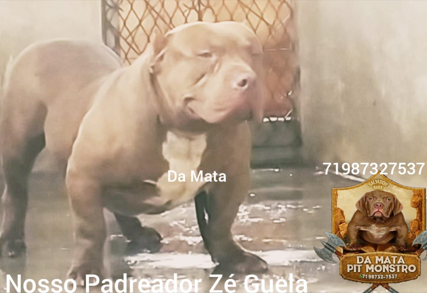 Photo of the dog