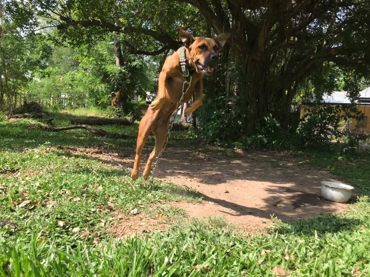 Photo of the dog
