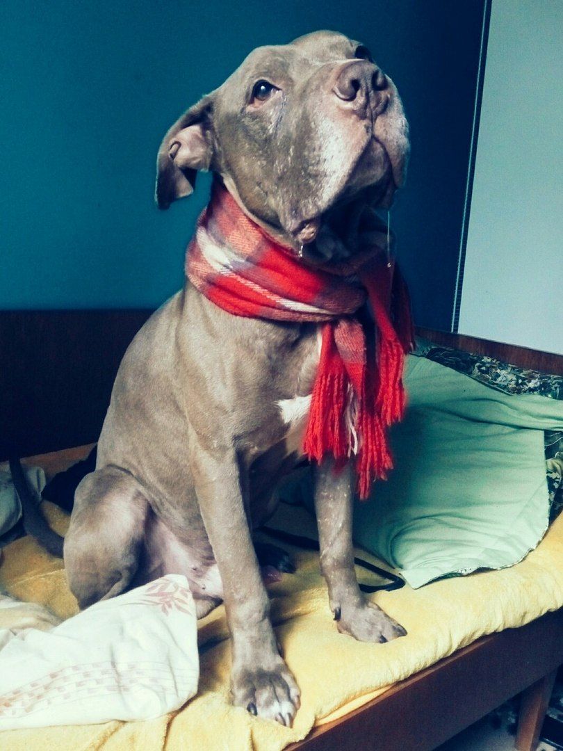 Photo of the dog