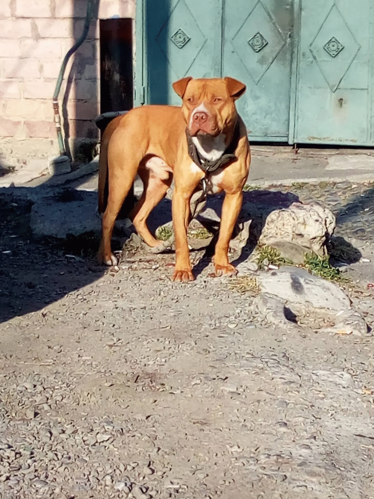 Photo of the dog