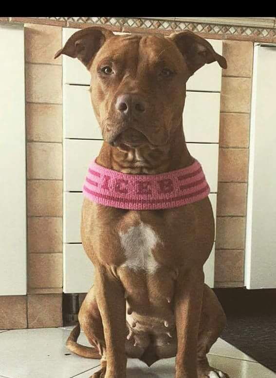 Photo of the dog