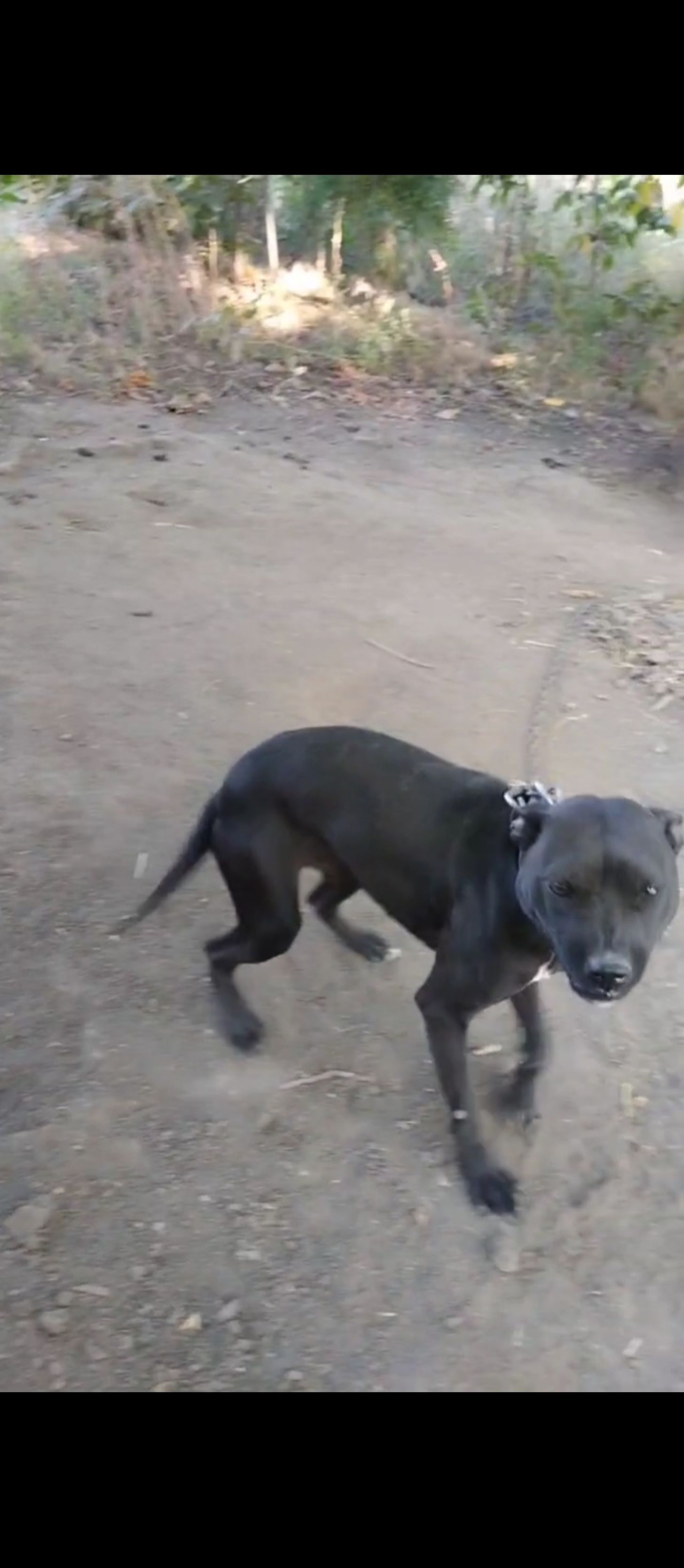 Photo of the dog