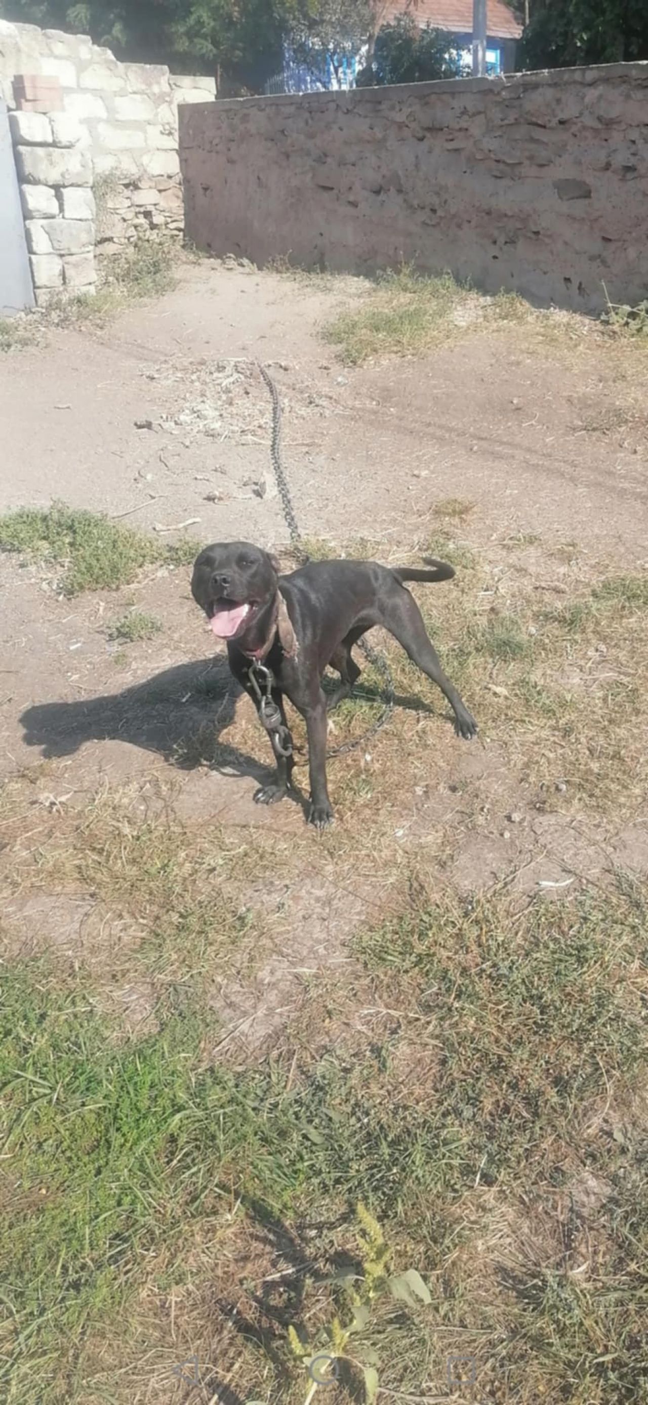 Photo of the dog