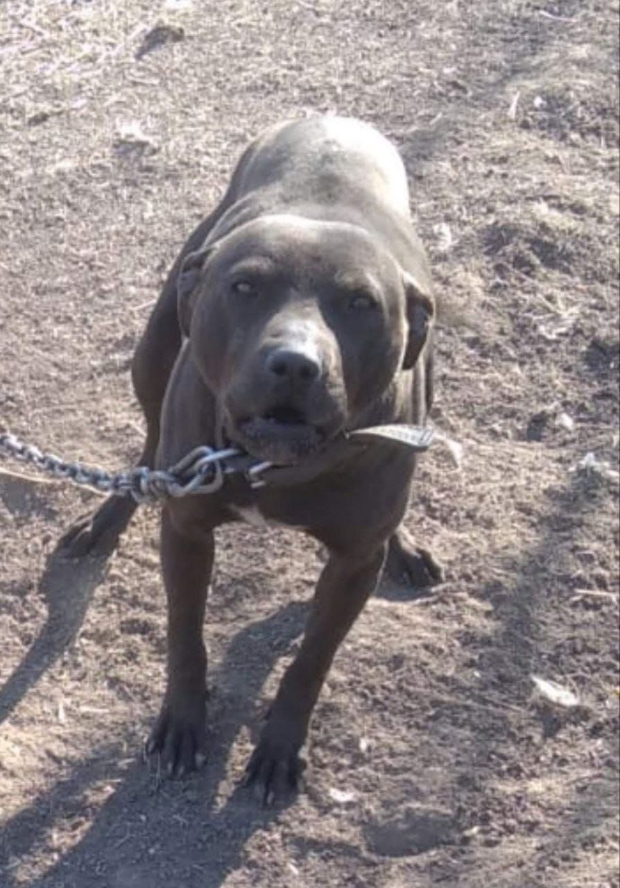 Photo of the dog