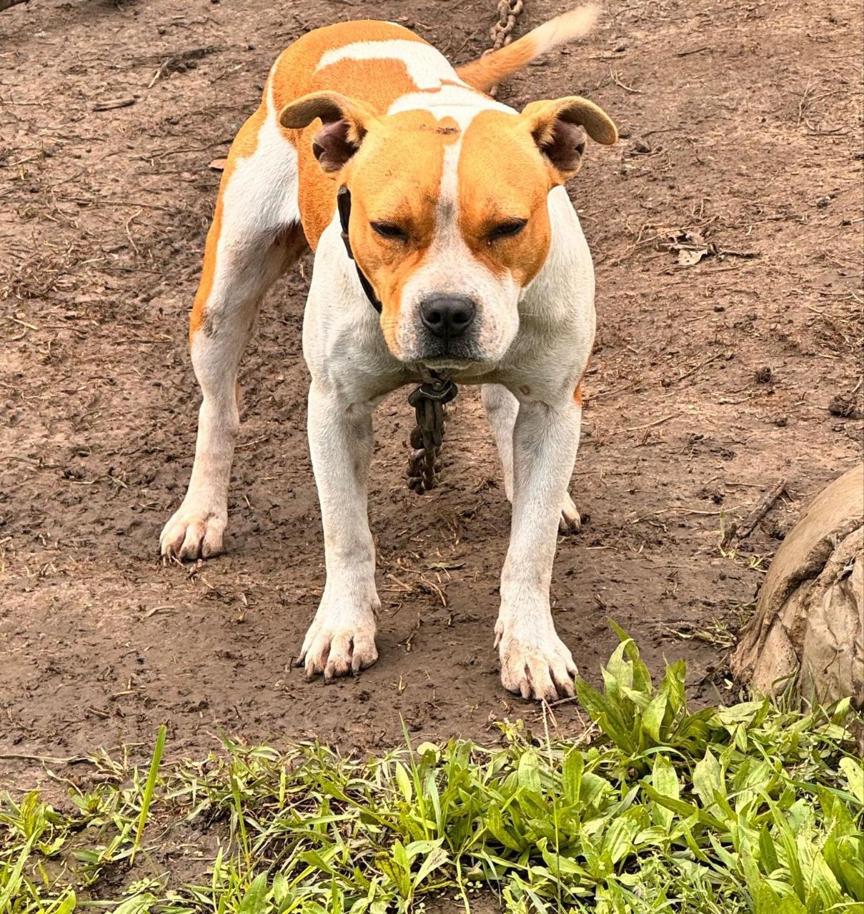 Photo of the dog