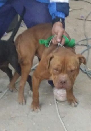 Photo of the dog