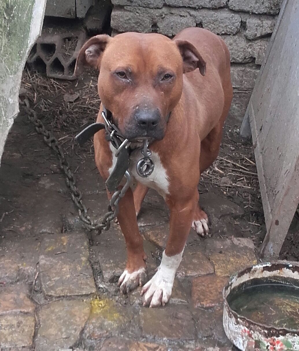 Photo of the dog