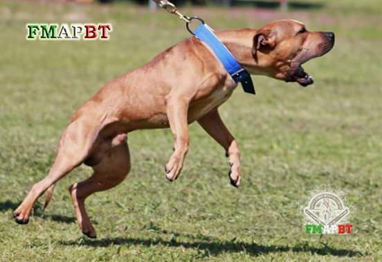 Photo of the dog