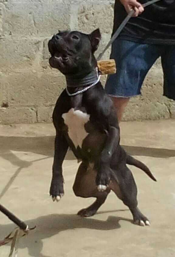 Photo of the dog