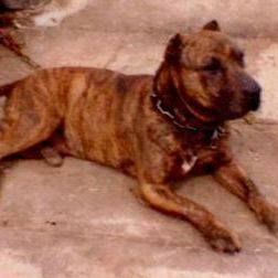 Photo of the dog