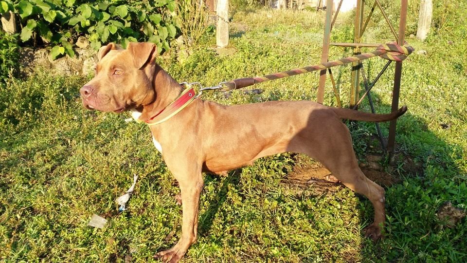 Photo of the dog