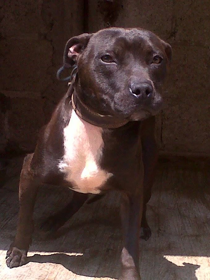 Photo of the dog