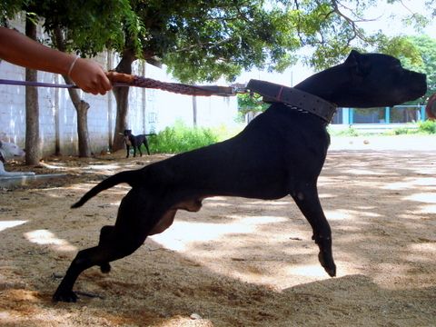 Photo of the dog