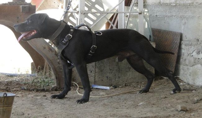 Photo of the dog
