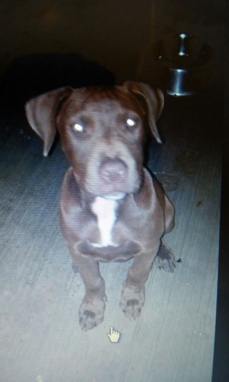 Photo of the dog
