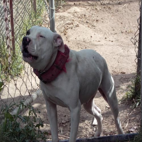 Photo of the dog