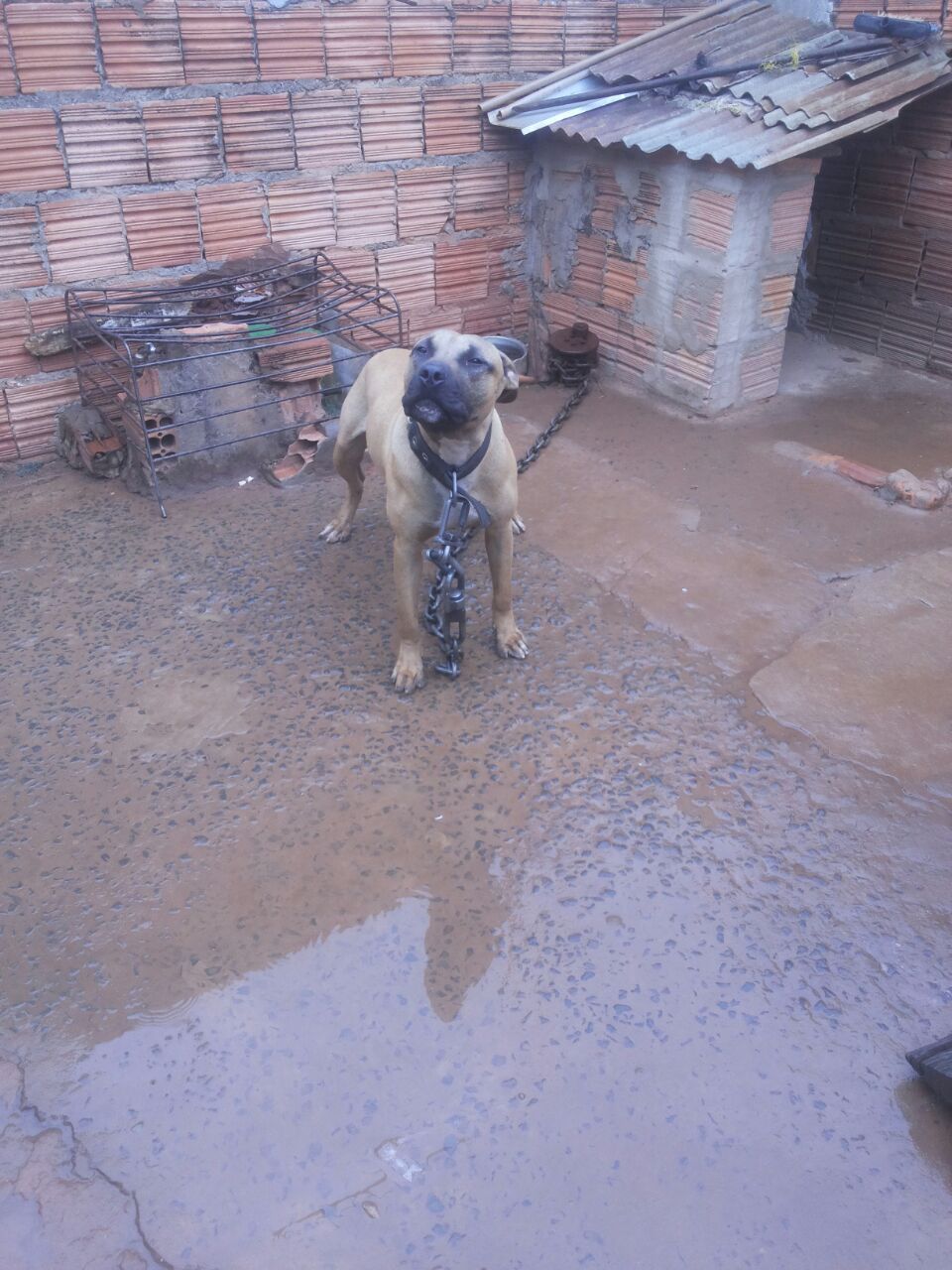 Photo of the dog