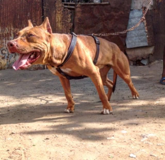 Photo of the dog