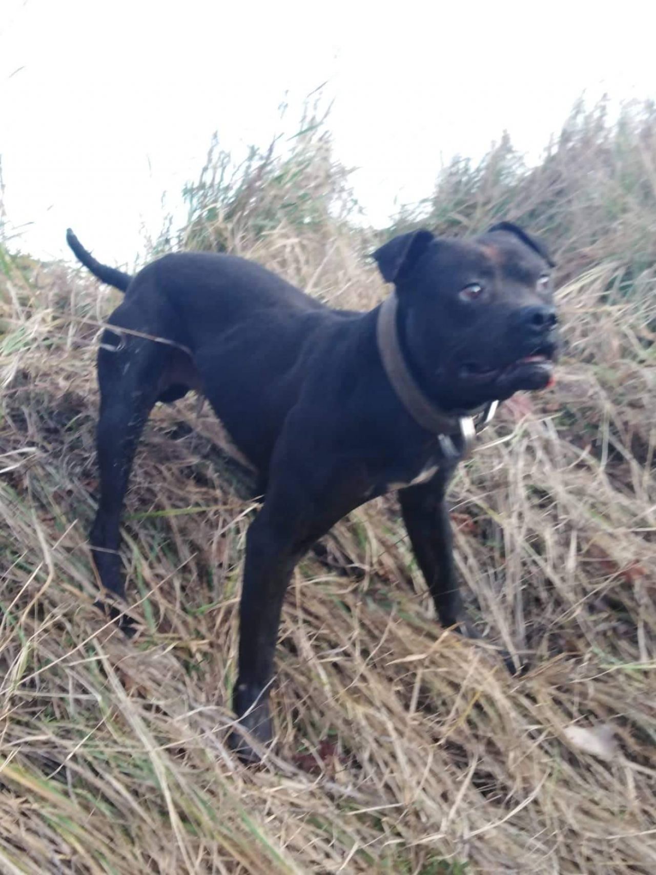 Photo of the dog