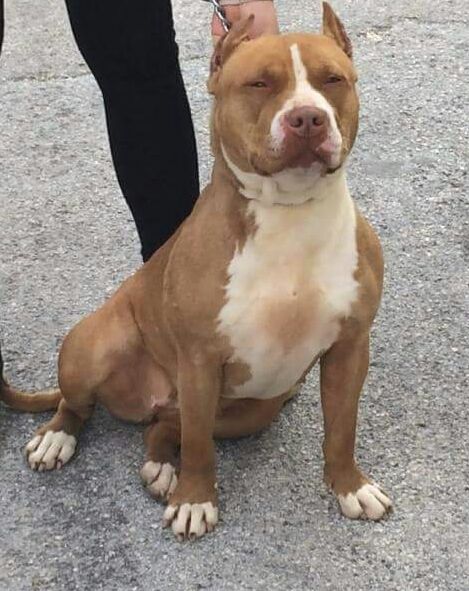 Photo of the dog