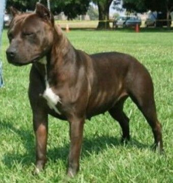 Photo of the dog