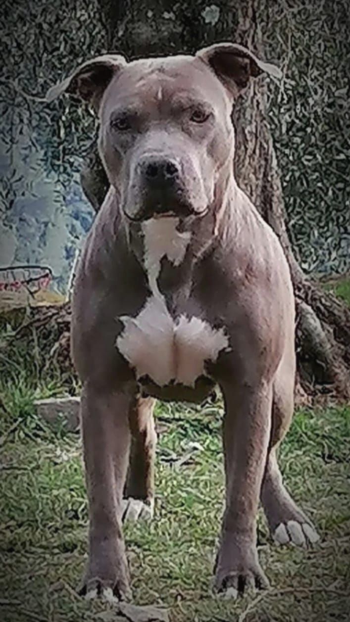 Photo of the dog
