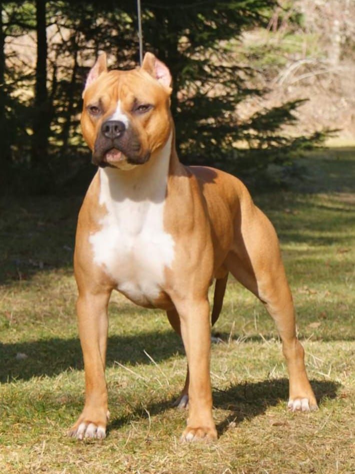 Photo of the dog