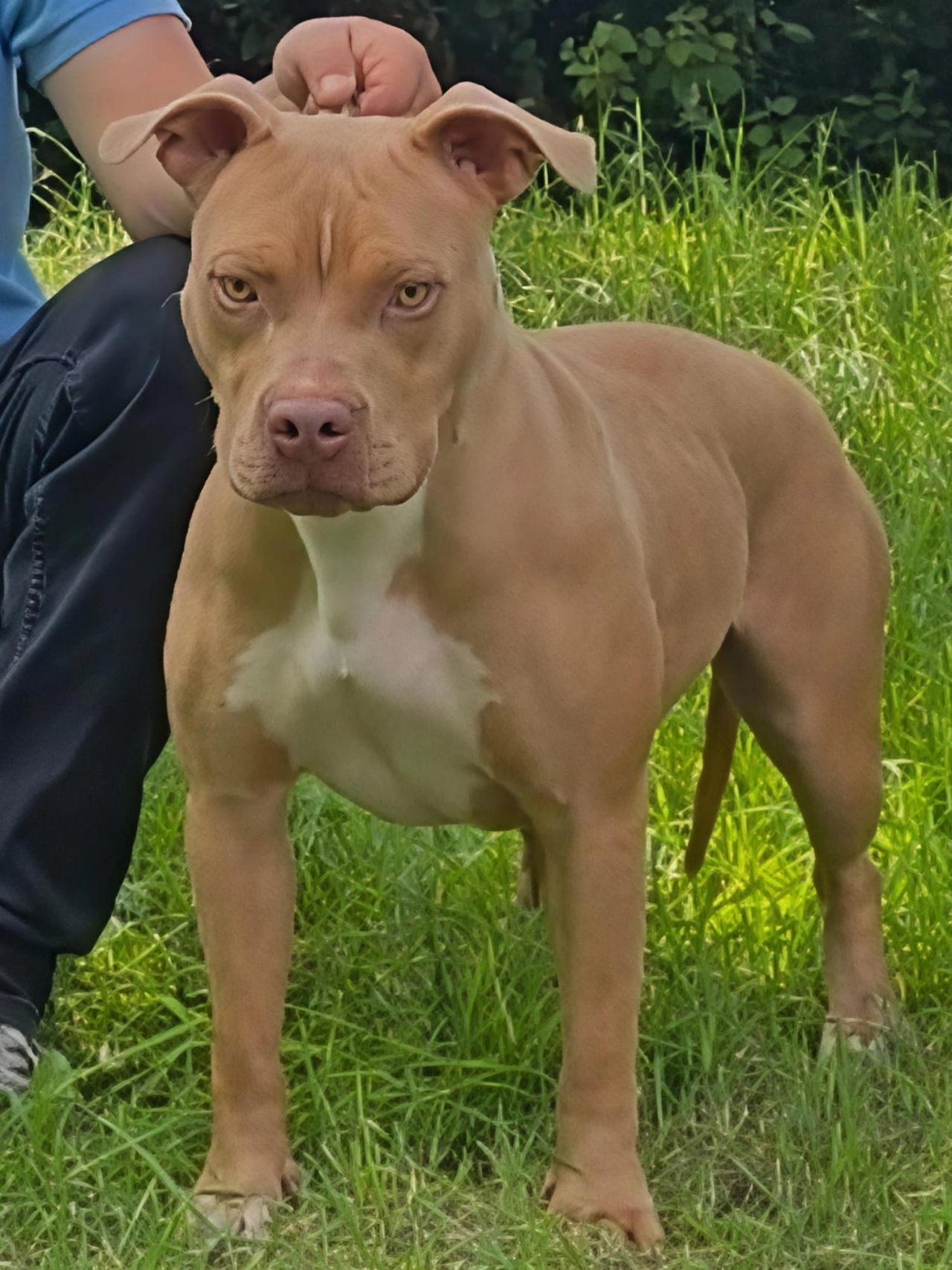 Photo of the dog