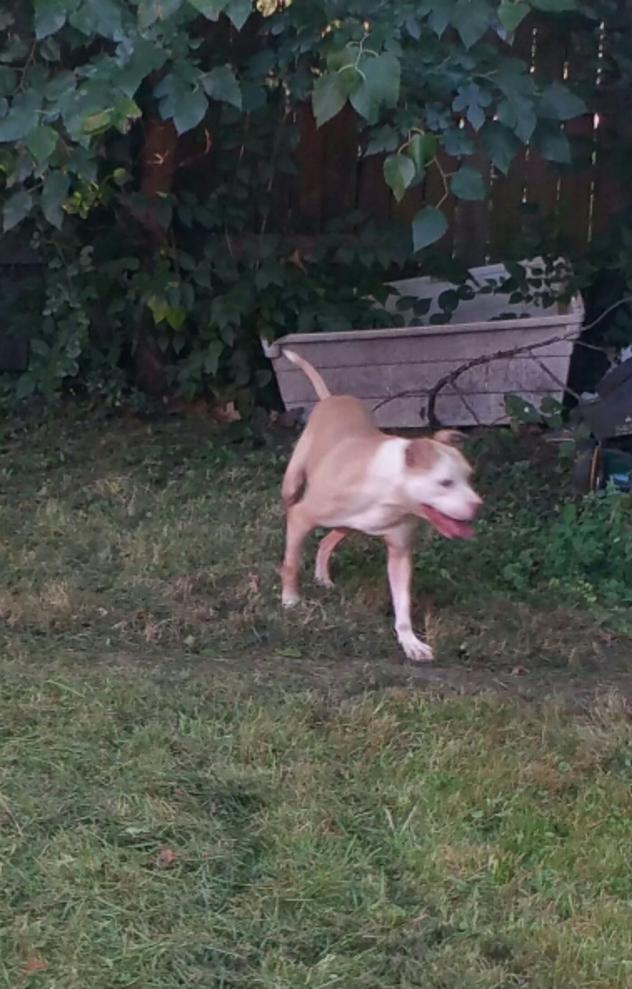 Photo of the dog