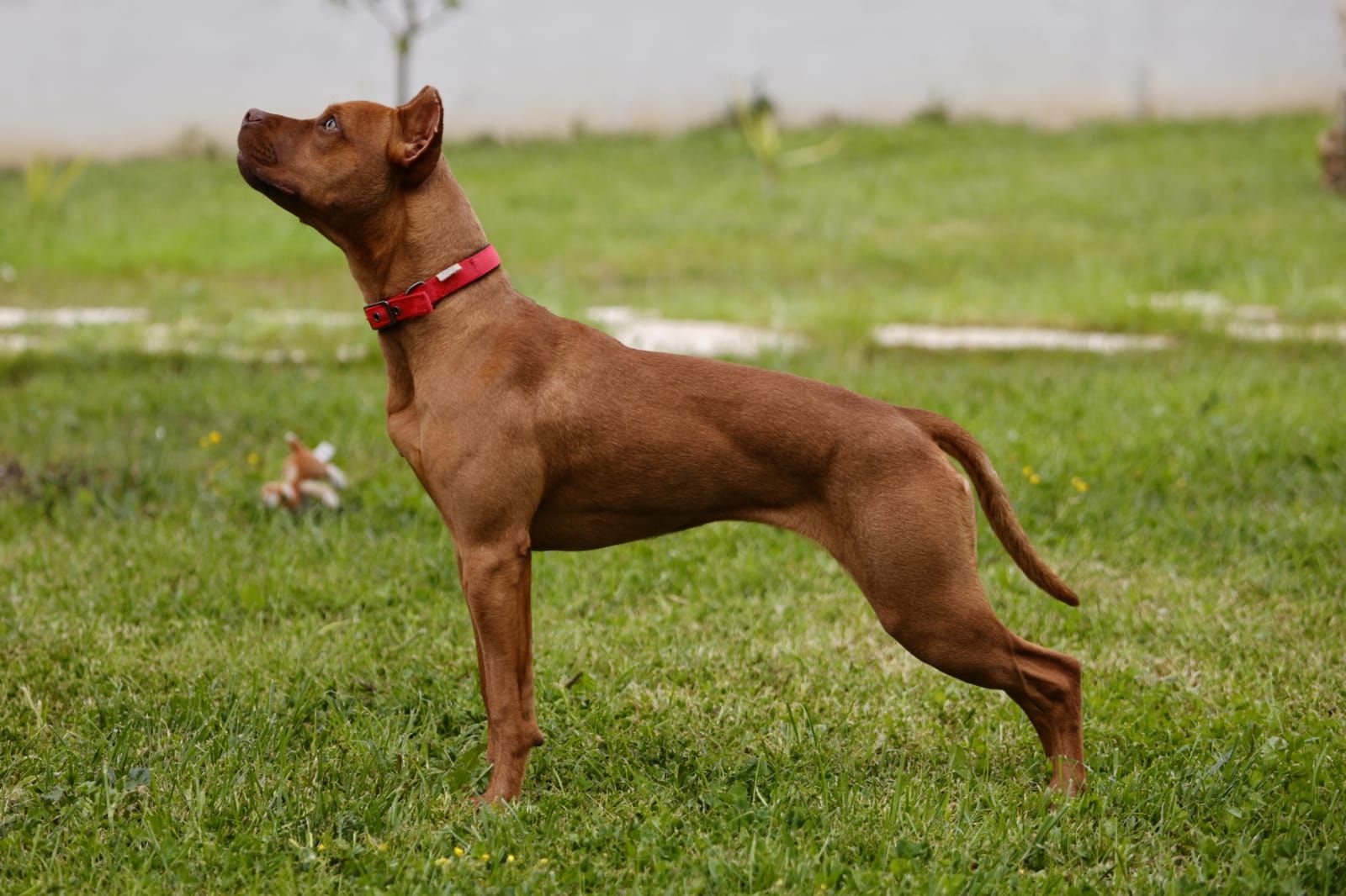 Photo of the dog