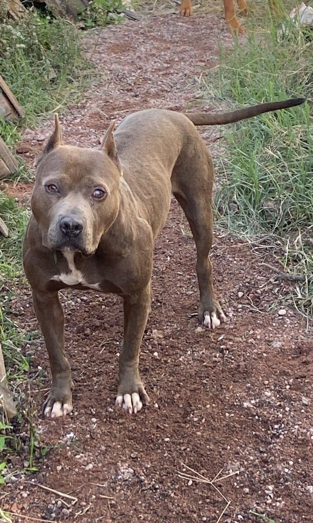 Photo of the dog
