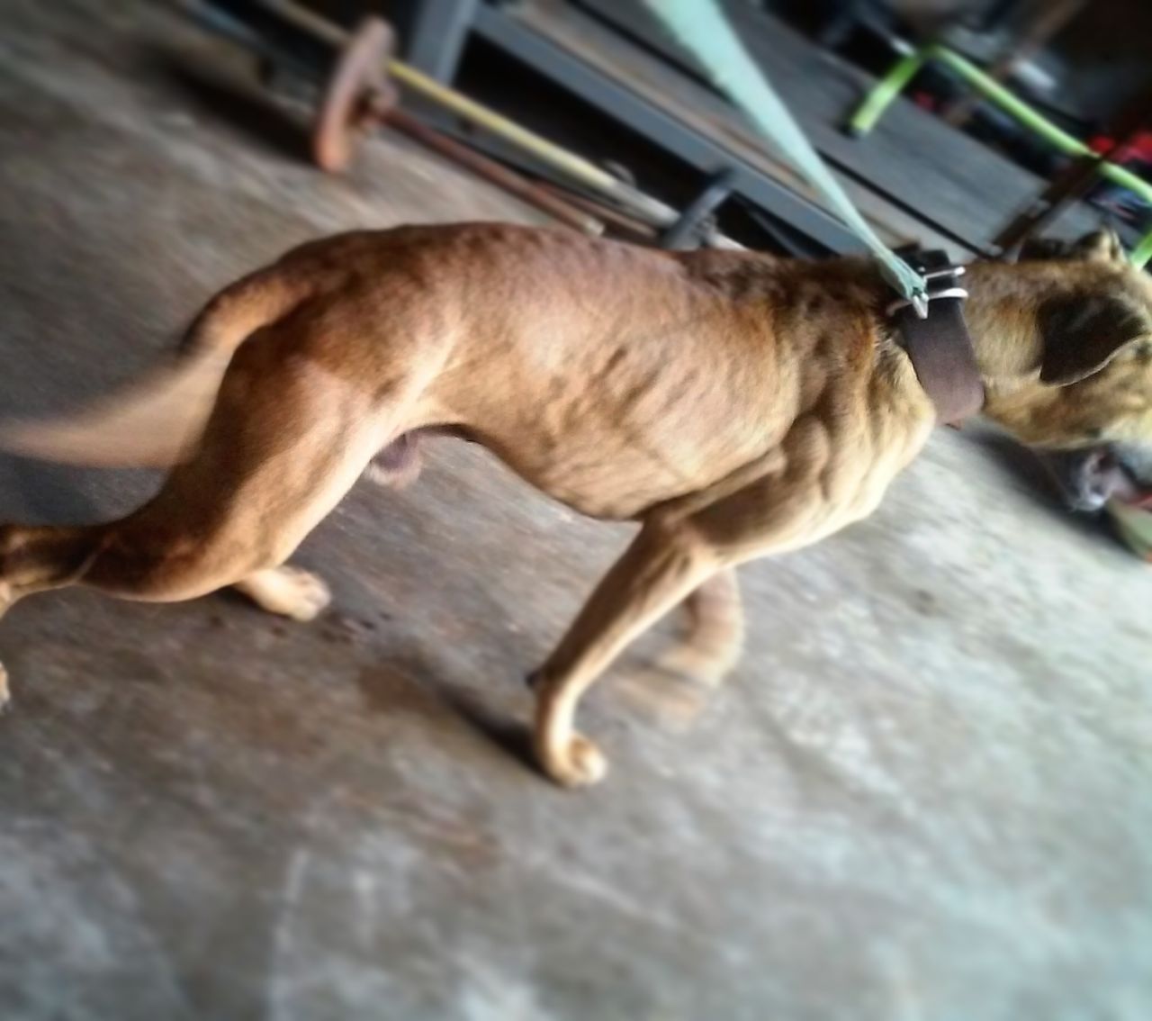 Photo of the dog