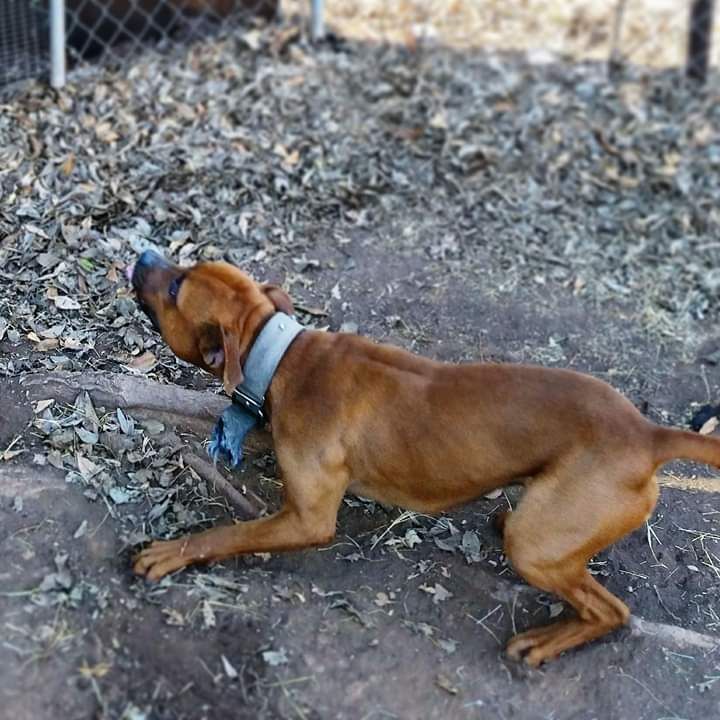 Photo of the dog