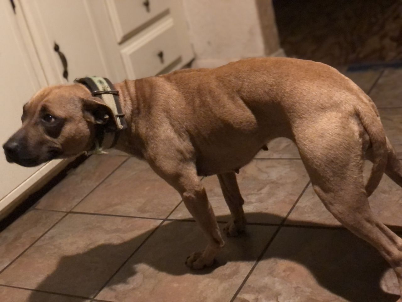 Photo of the dog