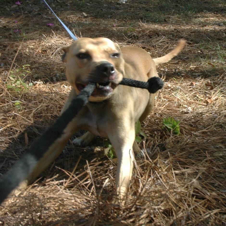 Photo of the dog