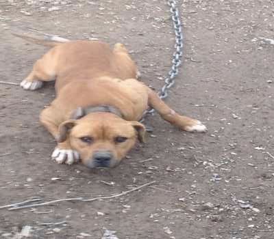 Photo of the dog