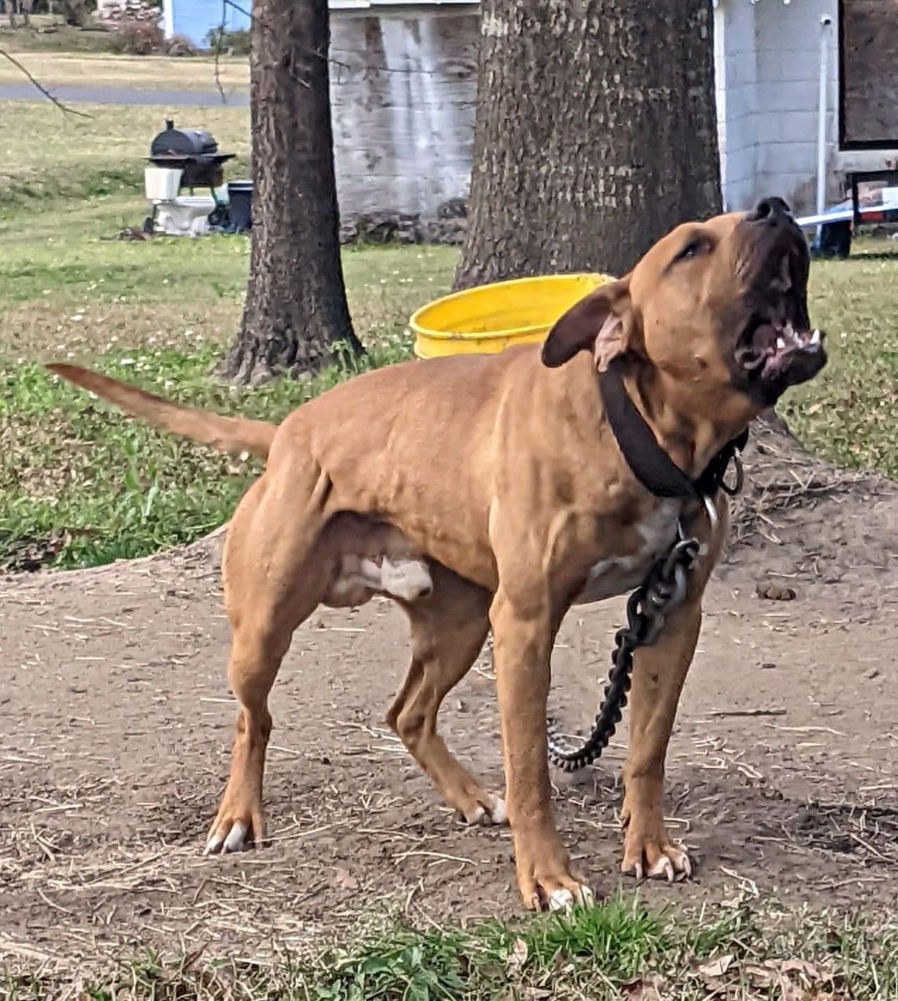 Photo of the dog