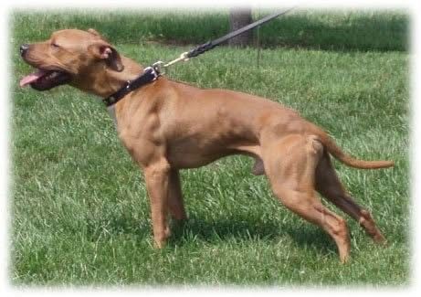 Photo of the dog