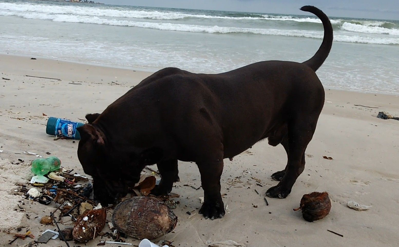 Photo of the dog
