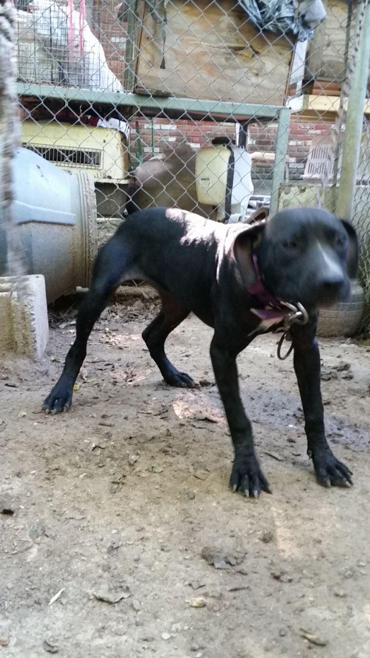 Photo of the dog