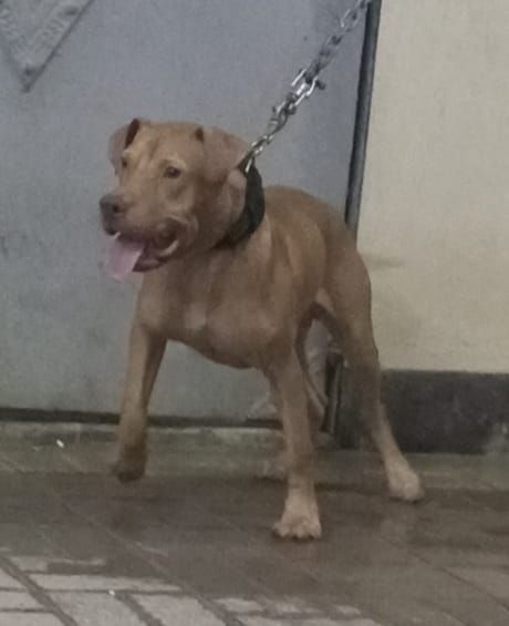 Photo of the dog