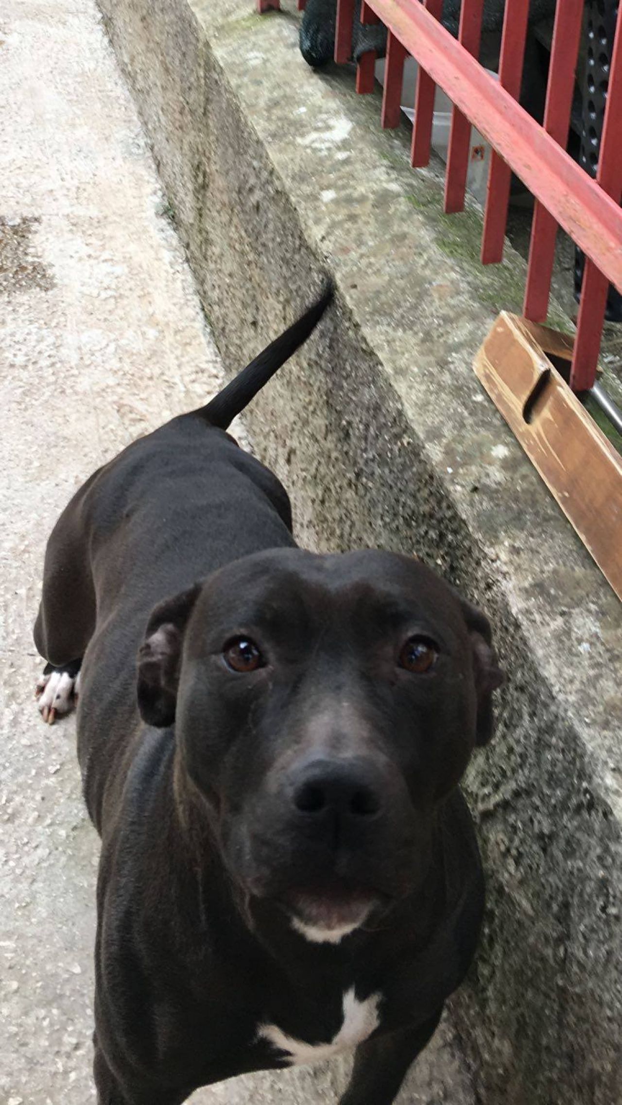 Photo of the dog