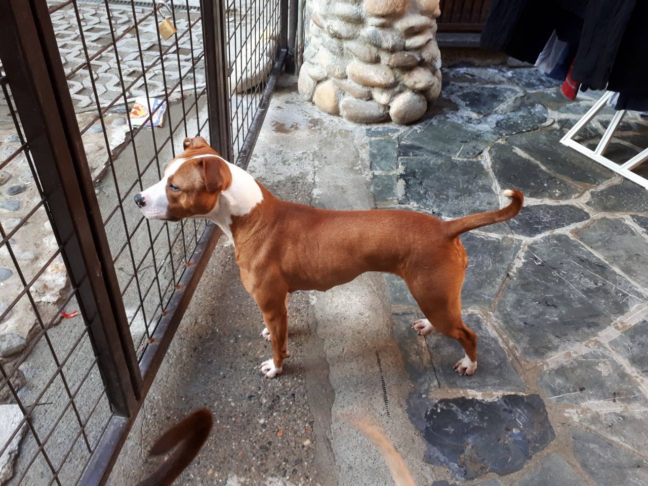 Photo of the dog