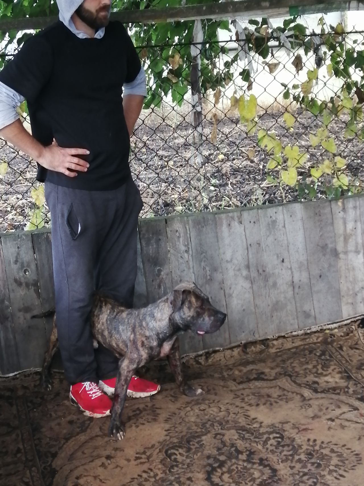 Photo of the dog