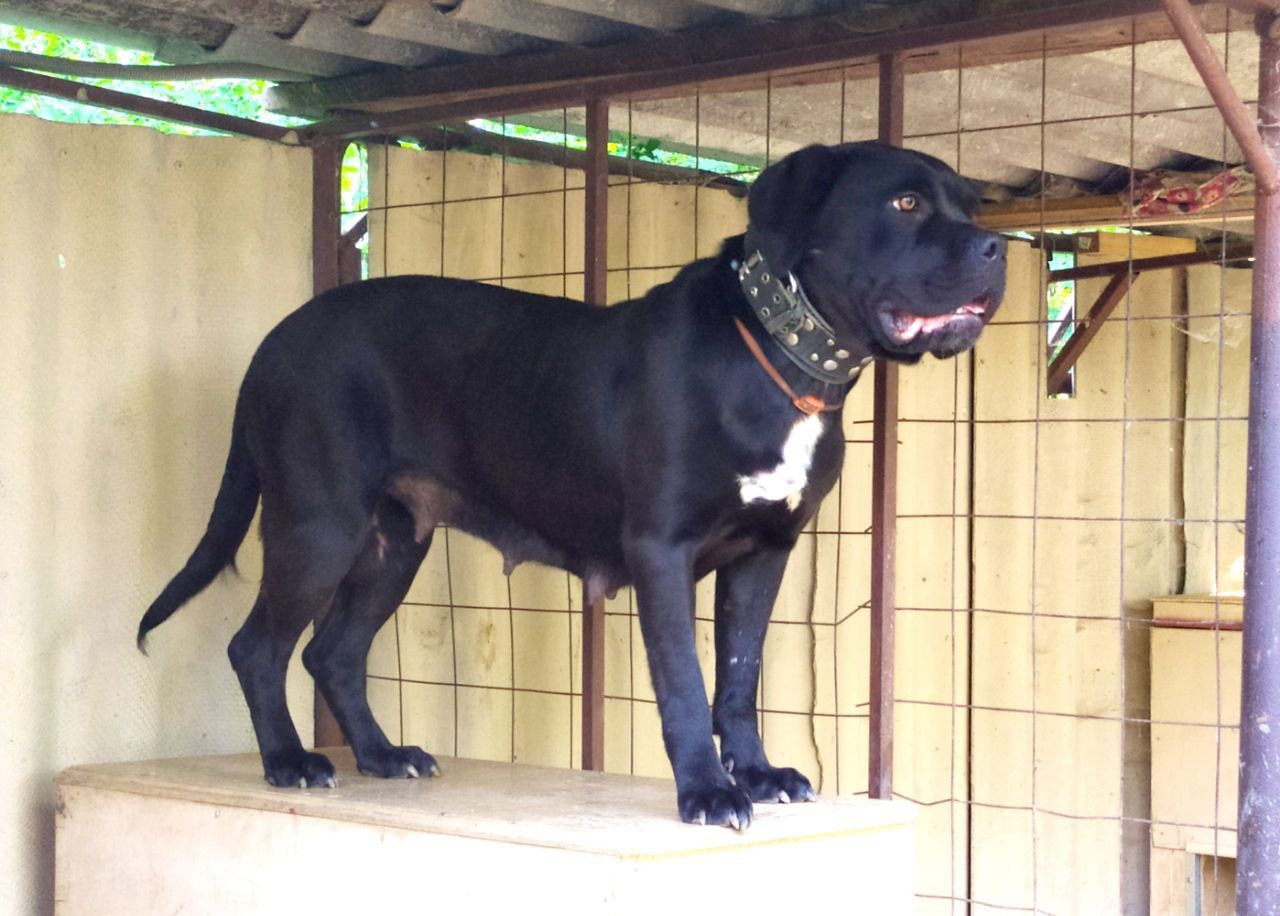 Photo of the dog