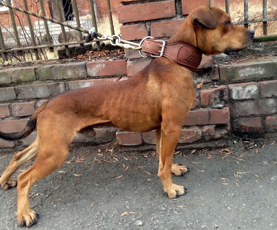 Photo of the dog